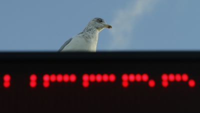 Weekendje Ameland.Op het digitale informatiebord van de rederij even kijken hoe laat de veerboot naar het vasteland vertrekt.De meeuw kijkt me wat smalend aan en lijkt te denken"die boot, die zie je toch gewoon aankomen"?