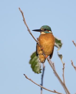 Vanmorgen in de kou op stap geweest om de ijsvogel te spotten en het is gelukt