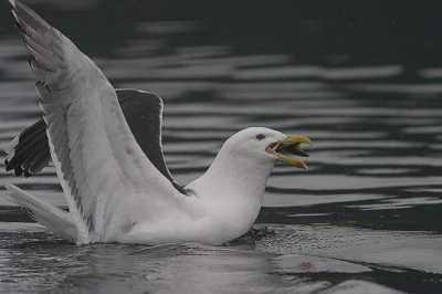 voor de vogelsoorten die birdpix nog misten.