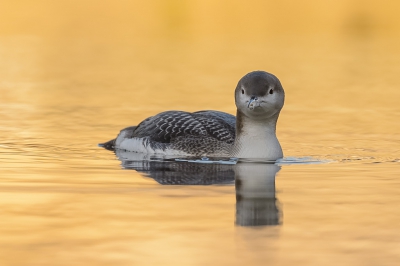 Al een paar weken zwemt er een Parelduiker in een Jachthaven nabij Schagen. Gisteren met heerlijk rustig winterweer zwom hij heel rustig tussen de bootjes en onder de steigers. Beetje zon en een geel bootje gaven dit mooie gouden tintje aan de parels.....