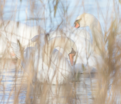 Poetsende zwanen door het riet gefotografeerd dmv handmatig scherpstellen.