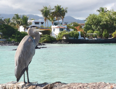 Het leuke is dat veel vogels overeenkomstig gedrag vertonen, waar je ze ook tegenkomt. Deze amerikaanse blauwe reiger gedraagt zo ongeveer als onze blauwe reiger. Niet actief jagend, maar uit stand proberen een prooi te verschalken.