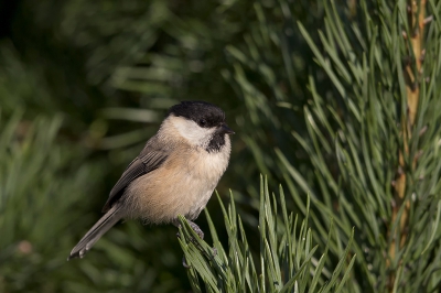 Eindelijk ging deze beweeglijke matkop in een grove den zitten waardoor hij mooi opgaat  in een natuurlijke omgeving