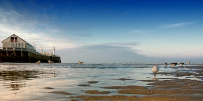 Poging met groothoeklens. Drieteenstrandloper + ander klein grut met de 'staketsel' op de achtergrond.