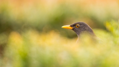 steeds op zoek naar  mooie lichtomstandigheden, merel gefotografeerd in de tuin