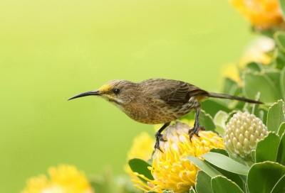 De Kaapse Suikervogel is een endeem van het diepe zuiden van Zuid-Afrika. Dit vrouwtje kwam mooi voor de camera poseren.