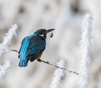 Tussen de berijpte takken was de ijsvogel op zoek naar prooi.