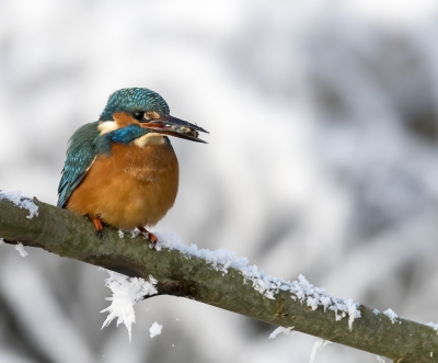 Dit is er 1 uit een seerie  waarbij de vogel het kevertje in zijn bek heeft.