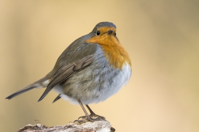 vorige week p jacht geweest naar de ijsvogel. Dit was de bijvangst.