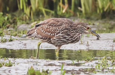 nog maar eens een ander soort reiger. De humedales (waar landwater in zee stroomt) onuitputtelijke rijkdom aan fauna en flora