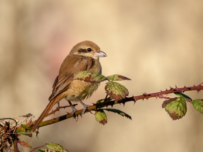 Gisteren weer een "buitenkansje" in Den Helder, de Bruine Klauwier werd via de App gemeld.
Mooi wat foto's kunnen maken en ook nog de krant gehaald !!
Vandaag wordt de vogel nog gemeld, dus wie weet zijn er nog foto's van deze zeldzame dwaalgast te maken.....suc6.