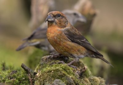 vanuit de hut genomen. kruisbek met op de achtergrond  het vrouwtje.
typisch dat deze vogels enkel kwamen om te drinken