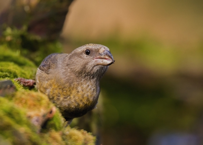 vanuit de hut genomen. kruisbek vrouwtje. 
typisch dat deze vogels enkel kwamen om te drinken