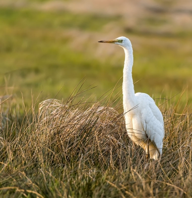 reiger liep langs de kant van de sloot en vloog niet weg, in tegenstelling tot vele malen daarvoor