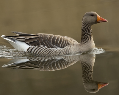 Plotseling glijdt een Grauwe Gans voorbij de schuilhut. Tijd om een andere lens op te zetten is er niet. Passen en meten dus