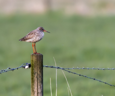 tureluur vloog heen en weer. Wachten tot hij op een paaltje ging zitten