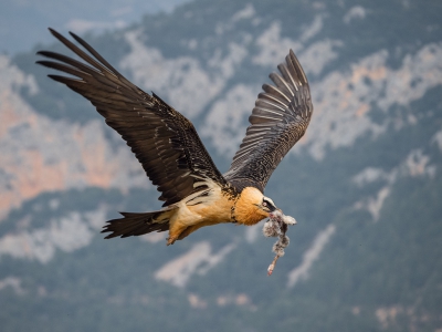 Een weekje geleden (het voelt als 3 minuten geleden) maakte ik deze foto's van een lammergier. Mijn conclusie is dat dit misschien wel de mooiste roofvogel op aarde is. De rode wouw is mooi. Sierlijk, kleurrijk, etc. Maar de lammergier is sierlijk, kleurrijk en ... ENORM! Het geluid van zijn vleugels (bijna 3 meter spanwijdte!) staat in mijn trommelvlies gekerft. Ontwerp van de bovenste plank! 

Zo, dat wilde ik even delen... 

Foto 3: de vogel vliegt weg met een stuk konijn.