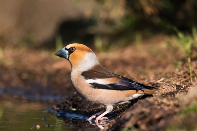 Een mooie dag doorgebracht op de Lemelerberg. In de ochtend zon, kichte bewolking in de middag en daarna weer zon. Deze Appelvink kwam er eens goed voor zitten.