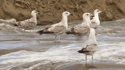 mooie familie genietend van heerlijk stromend water ontstaan door baggerwerken