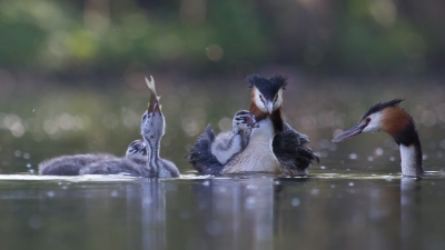 Familieportretje, vader brengt ene visje na het andere aan en mama blijft constant bij de kroost.