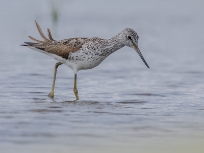 Foeragerend op een onderwater gezet stuk bollenland.
De vogel liep steeds dezelfde route waar ik gretig gebruik van maakte door mij achter een dijkje te verschuilen.....