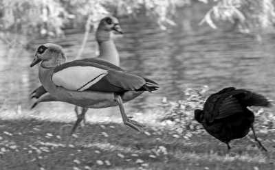 de aanwezigheid in de buurt van het meerkoeten nest werd niet echt gewaardeerd :) weinig licht, instellingen niet goed, bewogen foto's, gelukkig had deze nijlgans nog een redelijk scherpe kop!