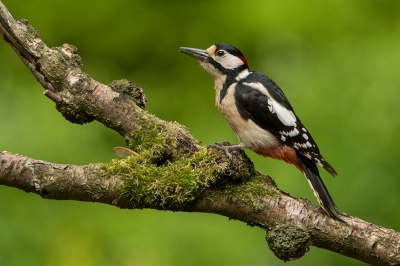 Deze Grote bonte specht was op zoek naar eten en liet zich toch rustig vastleggen.