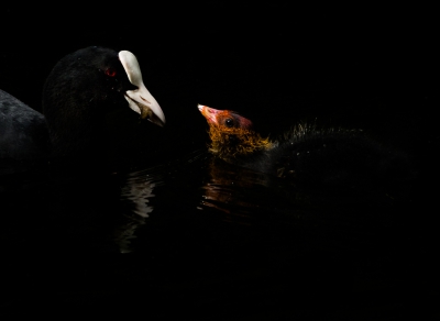 Jonge meerkoetjes, altijd leuk om te fotograferen, en als ze dan tegen een donkere achtergrond zwemmen dan ben ik tevreden :)