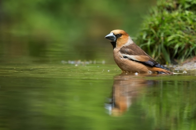 Deze appelvink wou een verfrissend badje nemen, maar was toch uiterst waakzaam. Plotseling kwam er een specht aan, en ging hij er vandoor.