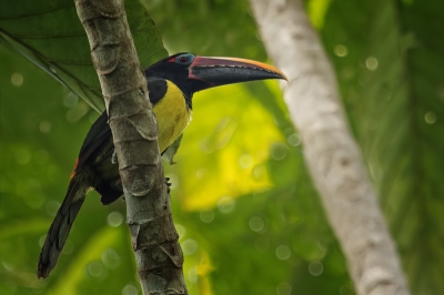 Weet niet zeker of de naam juist is, vogel zat hoog in een boom nabij cola kreek in Suriname