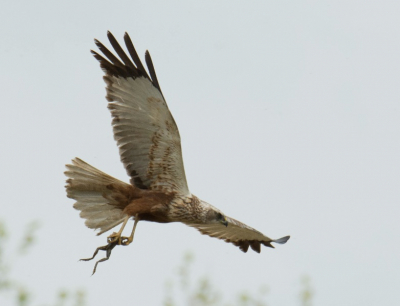 Kiekendief met een lekker maaltje voor de avond klaar om de landing in te zetten in het riet.