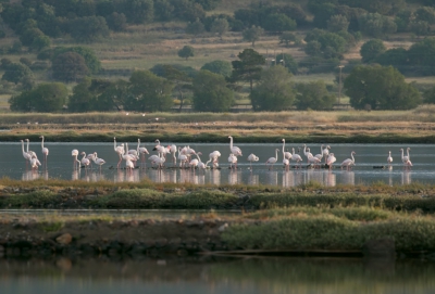 Iedereen die op Lesbos is geweest kent de beelden van groepen Flamingo's in de zoutpannen van Kalloni. Dit groepje fotografeerde ik 's ochtends vroeg in mooi licht.