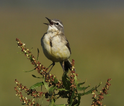 De Onnerpolder;wat een prachtig gebied waar ik te weinig kom.De hele dag hoor je blatende watersnippen,zingende veldleeuweriken en luid roepende witwangsterns. En de gele kwikstaart is er een algemene broedvogel!