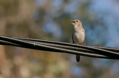 Normaal gesproken krijg ik de Nachtegaal niet vaak vrij in beeld, maar zitten ze luidkeels te zingen in de vegetatie. Deze vogel koos ervoor om bovenop een stroomkabel te gaan zitten.