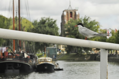 De "Verlaatbrug"in de Friese hoofdstad heeft 2 brugwachters;1 tje die de brug bedient en de ander is deze visdief ,die constant op de loer zit ,op de brugleuning. Het is hier smoordruk in de zomer , om het kwartier gaat de brug open en de vogel profiteert van de dynamiek in het water ,ontstaan door de vele bootjes.De vogel is erg tam ,dus goed benaderbaar
Je zou zeggen ,de foto staat scheef ,maar de toren op de achtergrond is een hele scheve;"de Oldehove"( geb. 1529 ,begon tijdens de bouw op 10 meter hoogte al te verzakken (duitse architect die geen ervaring had met bouwen op kleigrond. De toren zou aanvankelijk heel hoog worden (127 m) maar men is uiteindelijk  gestopt. Door herstelpogingen is hij ook nog heel krom. 
De toren is inmiddels het icoon van Leeuwarden.