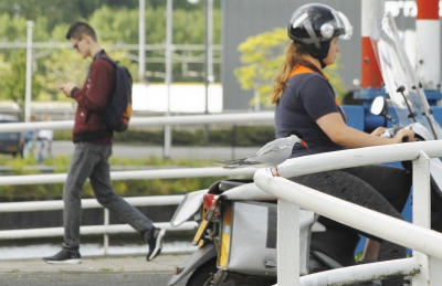 Bij de Verlaatsbrug in de Friese hoofdstad zitten 2 brugwachters;1 die de brug bedient ,de ander is deze visdief .Beide hebben het druk !In het hoogseizoen gaat ,ongeveer om het kwartier o , de brug open om de boten door te laten .Door al het dynamiek in het water is er voor de visdief veel te halen. De vogel is al die activiteiten gewend geraakt en is dan ook totaal niet schuw