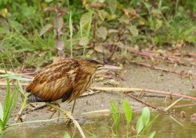 Terwijl iedereen gefocust was op een nest met pas uitgekomen jongen. kon ik een bewijsplaat maken van ouder juveniel uit een, niet ontdekt :-)  tweede nest. Dit jong was al redelijk zelfstandig en ving af en toe zelf een visje.