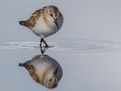 Achter het talud met de lens in een regenbroek verpakt kon ik mooi laag en niet verstorend deze hele kleine vogeltjes fotograferen....Zelf lag ik weer eens in de prut na al die regen..