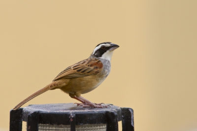 Deze kwam ik in de buurt van het zwembad tegen, snel even naar de kamer om de camera te halen, kwestie van alle kansen te benutten.