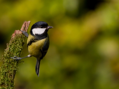 Soorten in de tuin : Na de pimpelmees is de koolmees de minst zeldzame wintergast in mijn tuin.