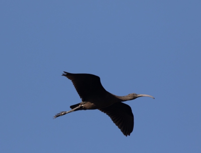Prachtige vogel in een mooie vlucht, helder blauwe hemel, aan de Lagune in de Alentejo Portugal.