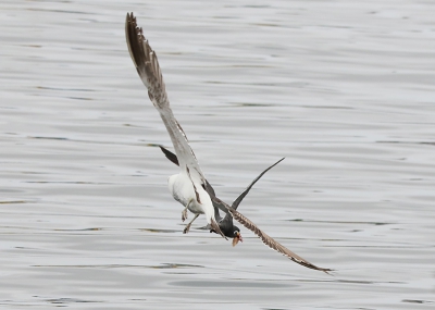 Incastern in gevecht met meeuw om een vis. Bewolkt, bijzonder snelle vogel