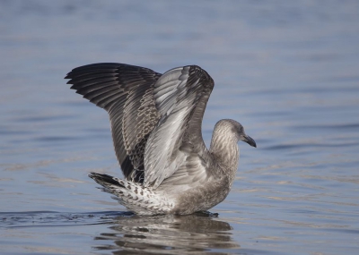 opdracht febr; volgens die landen in het water, meeuwen doen dit weinig spectaculair, zetten zich gewoon neer op het water