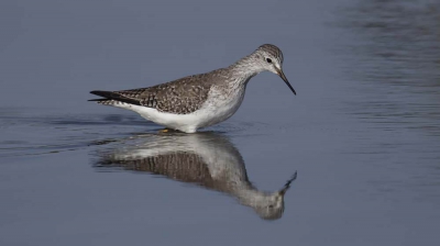 blijft schattige vogel, dankbaar spiegelendin de ochtendzon