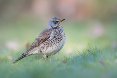 Nog eentje van de kramsvogels van afgelopen weekend. Hier vind ik de houding van de kramsvogel net iets minder dan bij m'n vorige upload maar vond het zachte licht wel een mooi kleurenpalet opleveren bij deze foto. Bewust wat zachter afgewerkt.