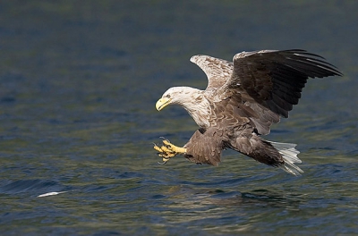 Net terug van een poging om zeearenden te fotograferen bij het vangen van vis. Dit is n van de vele plaatjes.

Zie mijn website voor meer.