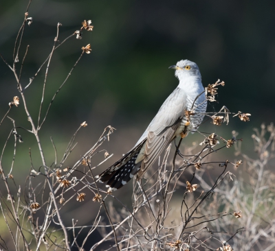 In BSPN in de Alentejo deze Koekoek die even ging poseren vast kunnen leggen, prachtige vogel op een prachtige plek