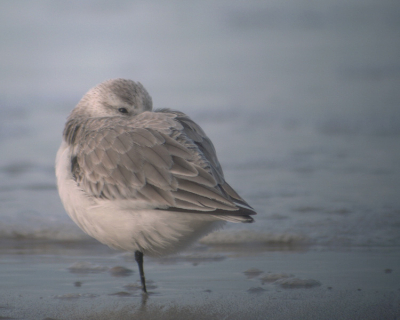 Mijn eerste foto's op bp. Na lang aarzelen toch de stap maar genomen. 
Genomen op het strand te Oostkapelle (Zld.)
Met de technische termen van fotografie ben ik niet zo bekend, maar hieronder enkele gegevens.
genomen met Zeiss Diascope 85 en Lifeteccamera F4.9, 1/250, ISO 100