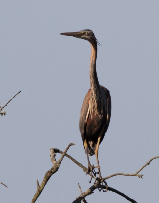 Met Bert Snijder op het Estuarium van de Sado rivier deze purperreiger kunnen vastleggen, prachtige omstandigheden en een schitterende vogel.