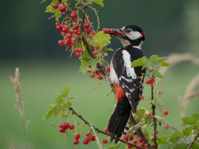 Dendrocopos major / Grote Bonte Specht / Great Spotted Woodpecker